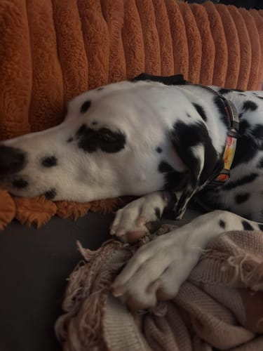 Customer photo review of Pawlytic Lab QuickScan Pro™ See The Quick. Before You Cut.