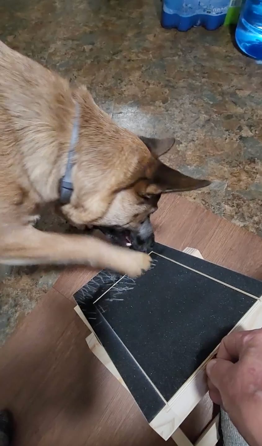 Customer photo review of Dog Nail Scratch