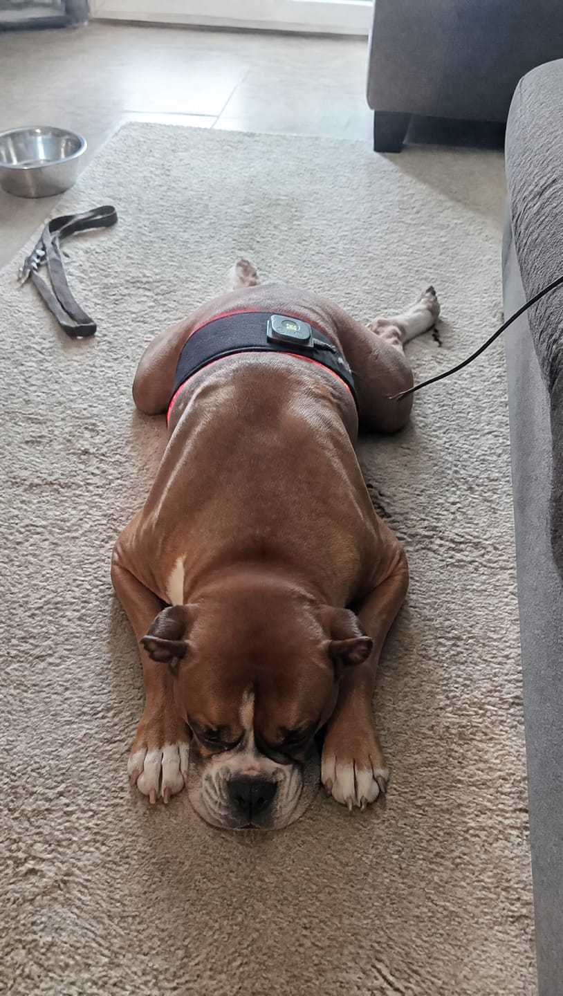 Customer photo review of Cinturón de Luz Roja para Perros