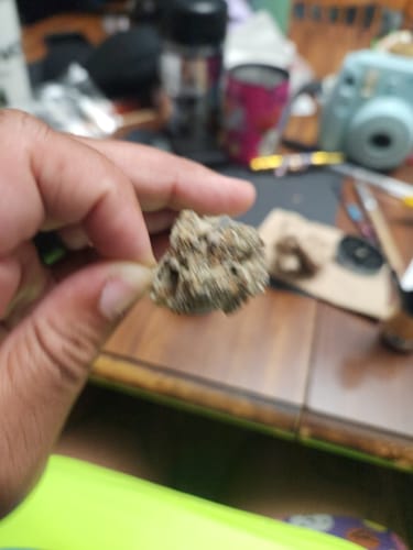 Customer's hand holding a single, blurry nug of Colombia Gold flower.