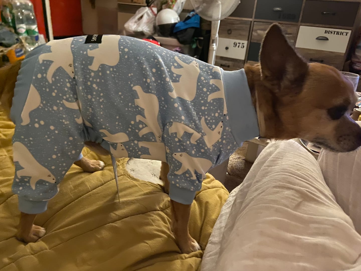 Customer photo review of Dog Pajama - Snowy Polar Bear