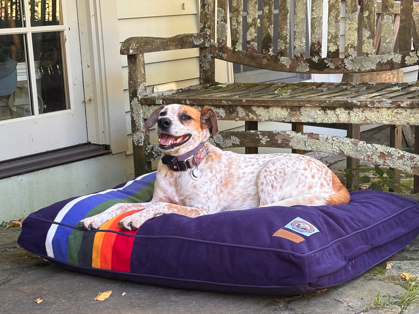 Customer photo review of Pendleton National Park Pet Napper w/ Chopped Foam Fill