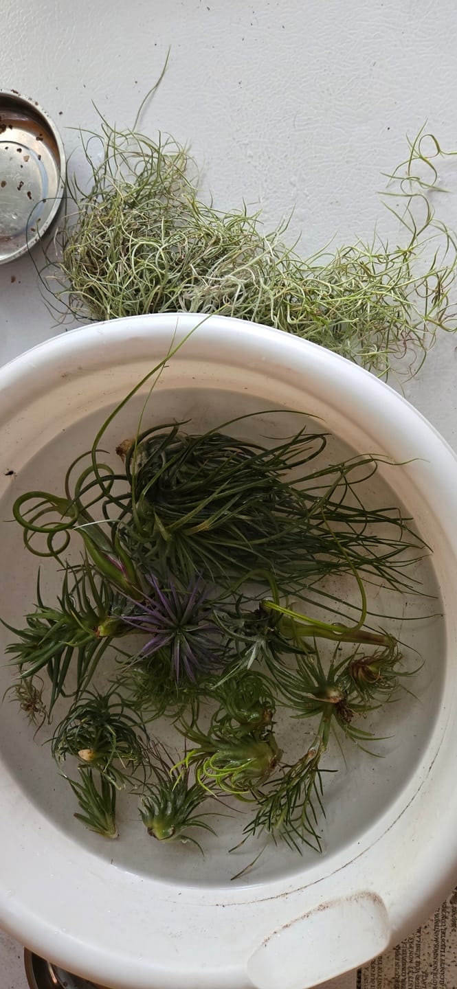 Customer photo review of B Quality Greenhouse Mix 10 Plant Pack