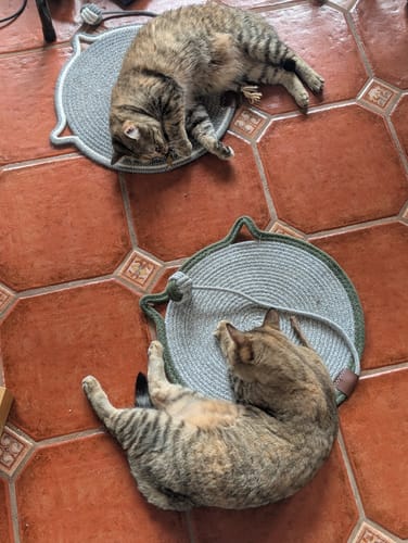 Reviewer's two tabby cats resting comfortably on separate round Instinct Mats on a tiled floor.