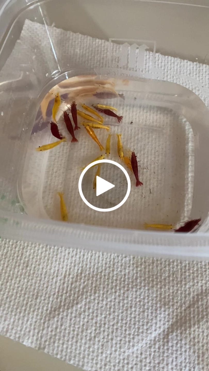 Customer video review of Yellow Golden Back Shrimp