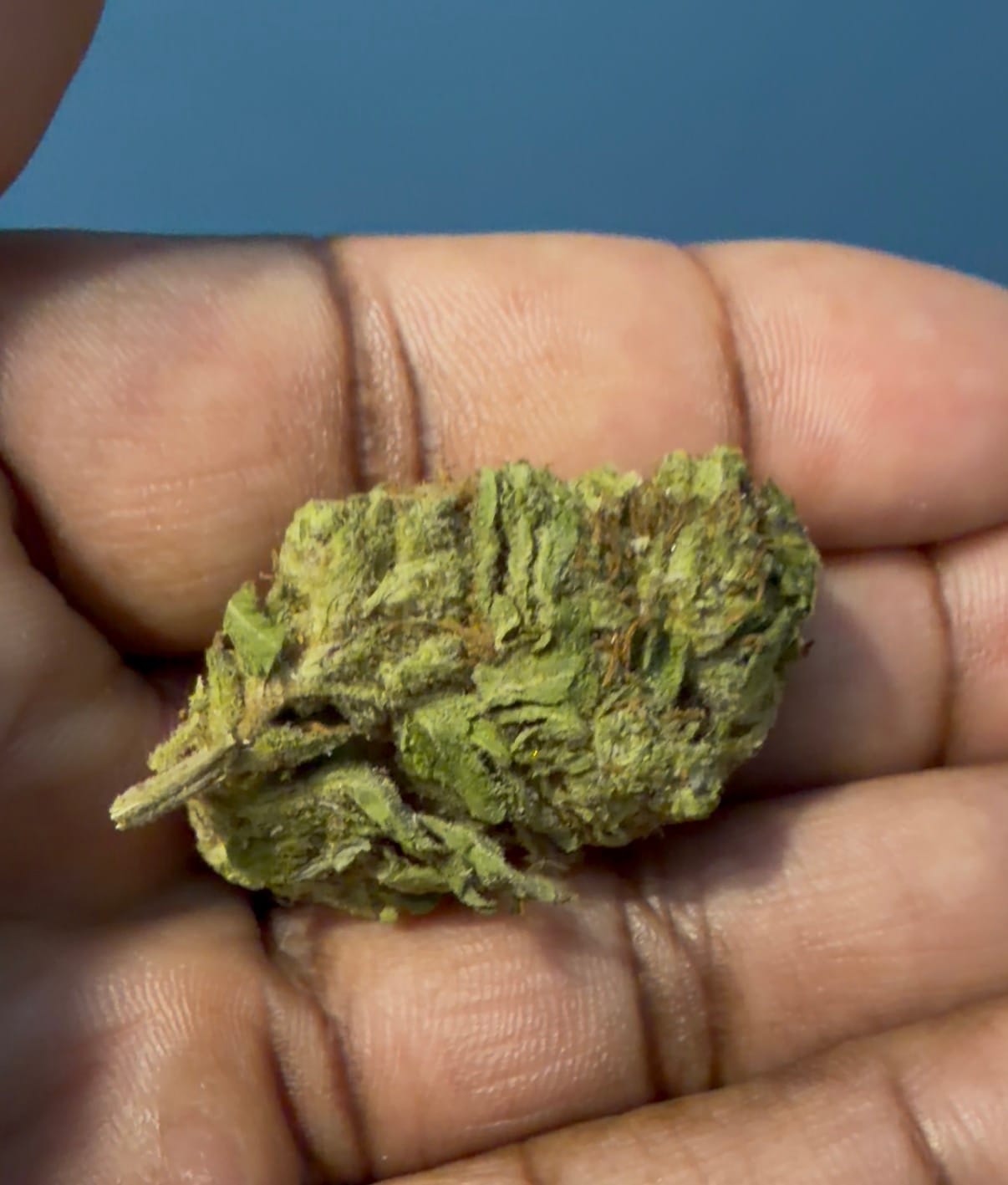 Customer photo review of Cheap THCA Flower Half Pound