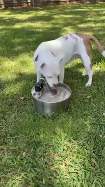 Customer photo review of PureFlow™   Pet Water Fountain