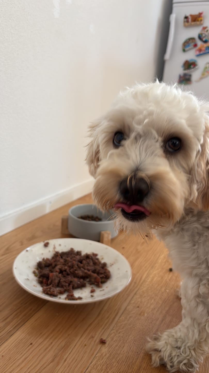 Customer photo review of Frischfutter für Energiebedarf von 324 kCal/Tag
