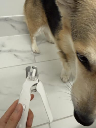 Customer photo review of Pawlytic Lab QuickScan Pro™ See The Quick. Before You Cut.