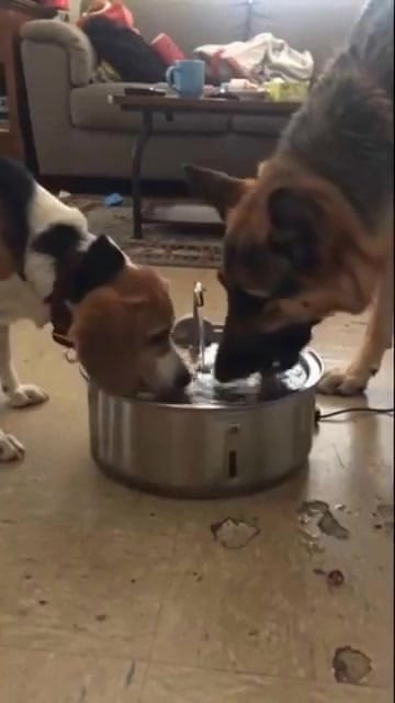 Customer photo review of PureFlow™   Pet Water Fountain