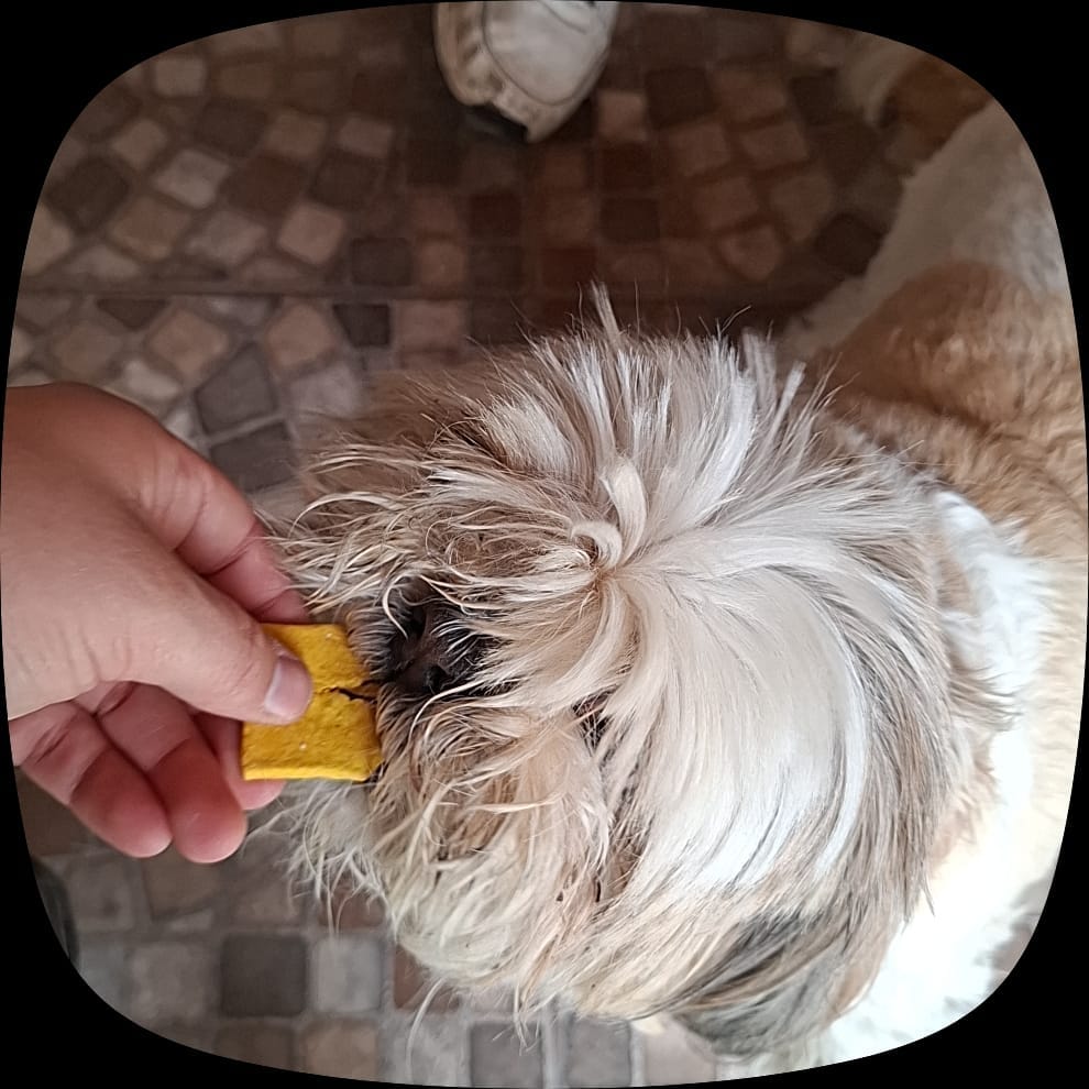 Customer photo review of Pack Dieciochero Perruno