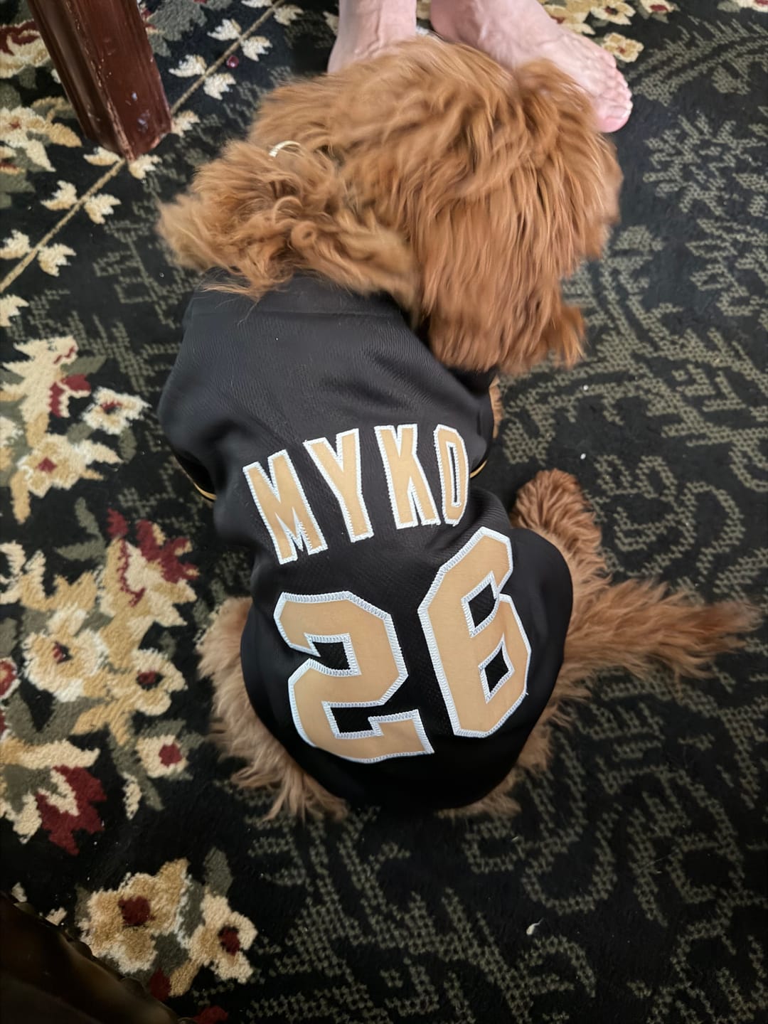 Customer photo review of Custom Black Old Gold-White Classic Style Dog Jersey