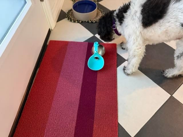 Customer photo review of Pawlytic Lab HydroLoop™ — Less Gear. More Walk.