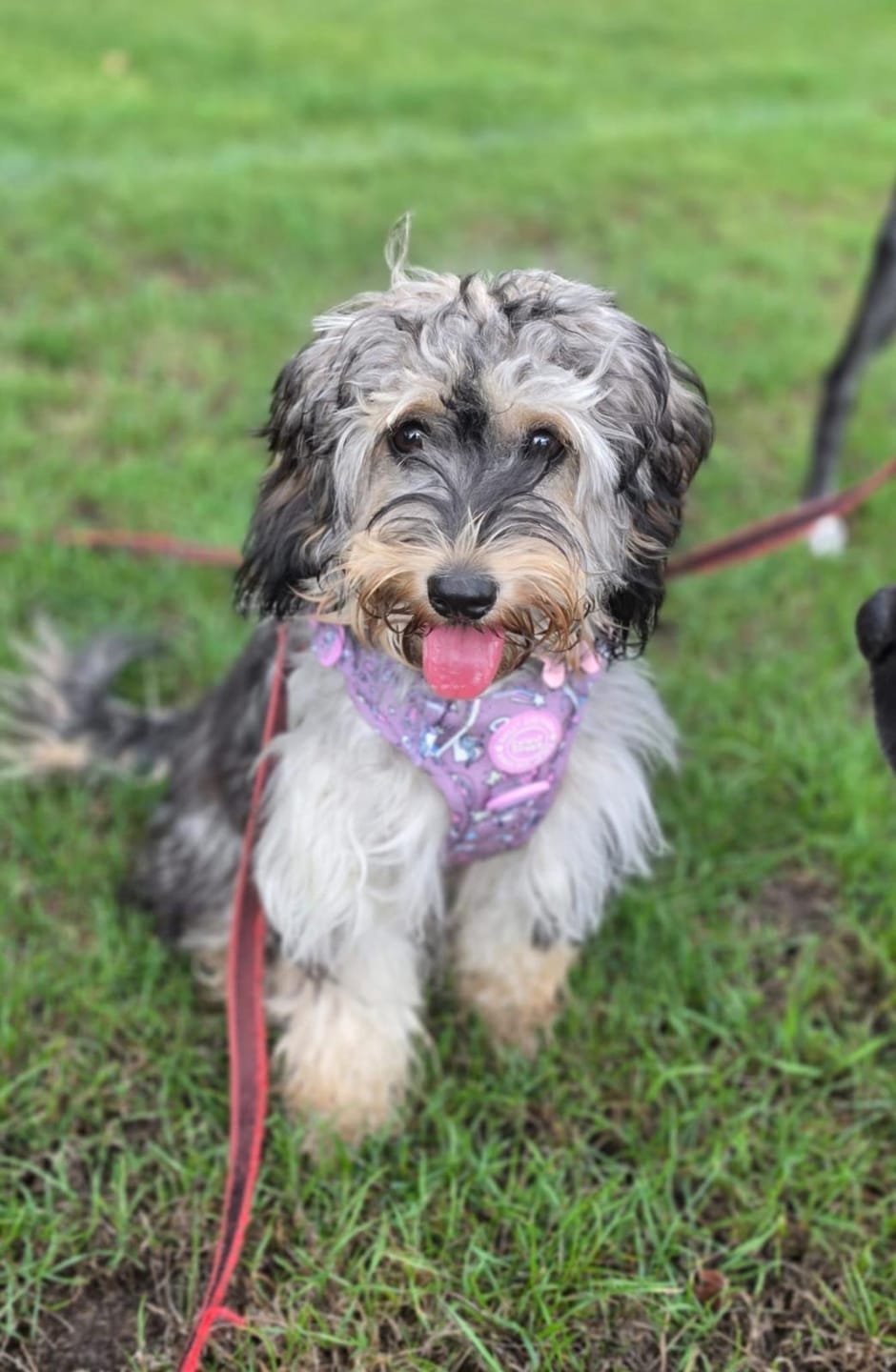 Customer photo review of Unicorn Dog Harness – Be Unique Reflective No-Pull