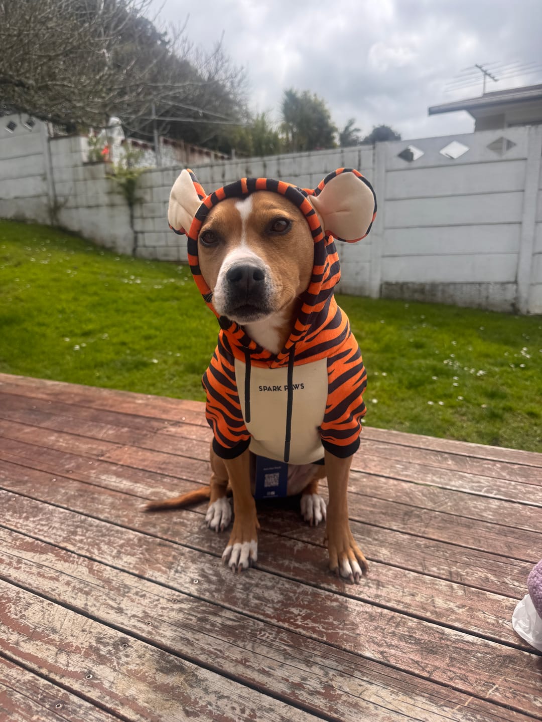 Customer photo review of Halloween Dog Hoodie - Tiger