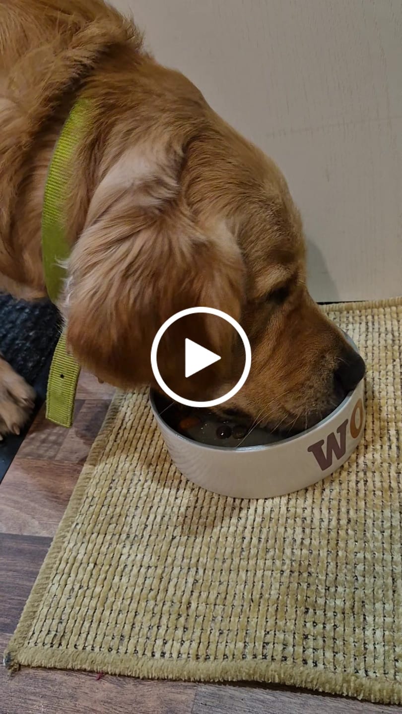 Customer video review of Bone Broth Powder for Dogs & Cats