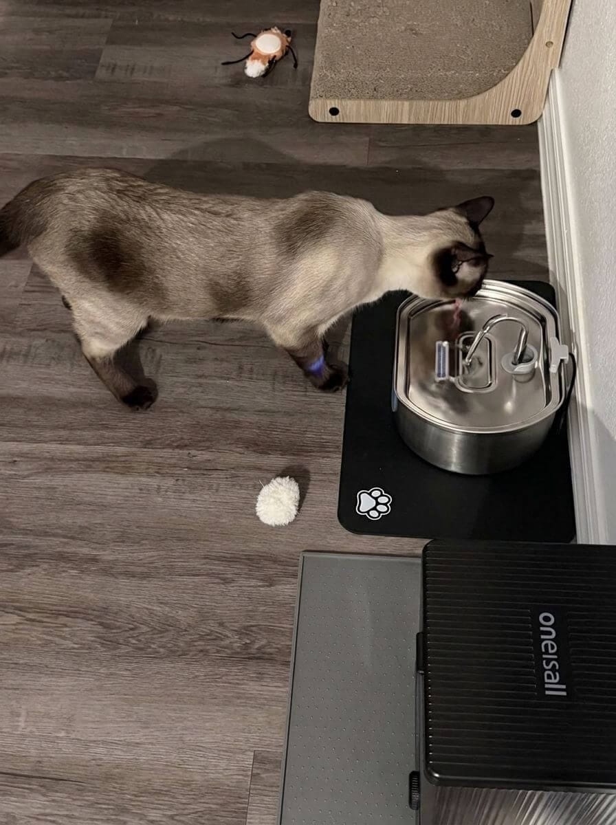 Customer photo review of Purrsteel Fresh Water Fountain