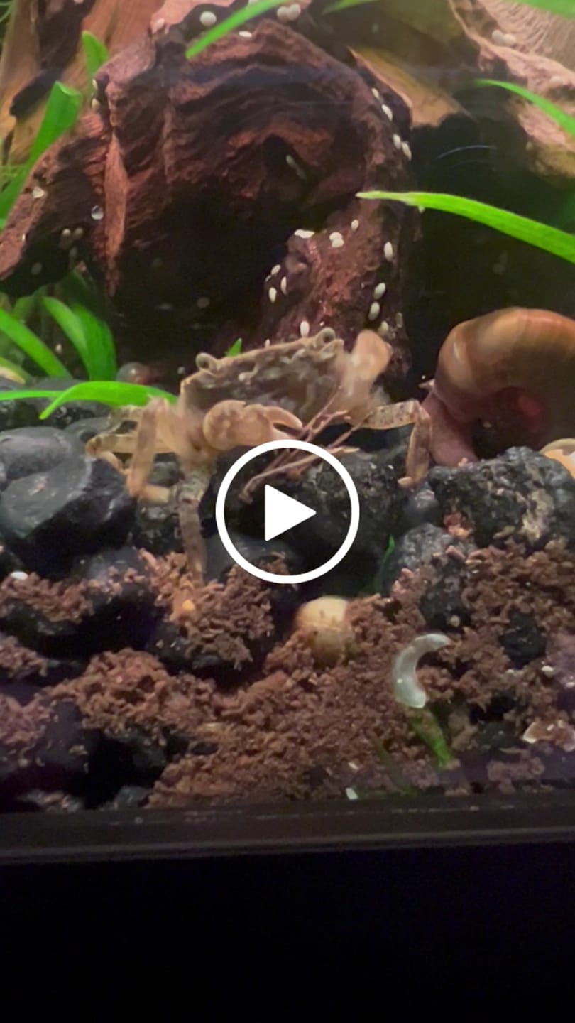 Customer video review of Freshwater Pom Pom Crab (Ptychognathus barbatus)