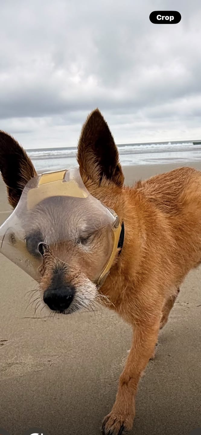 Customer photo review of OptiVizor - Short Snout Version - Clear UV Tint