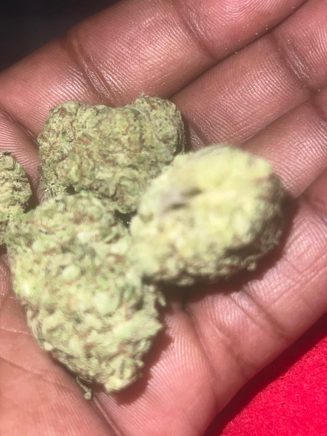 Customer photo review of OG Kush THCA Autoflower