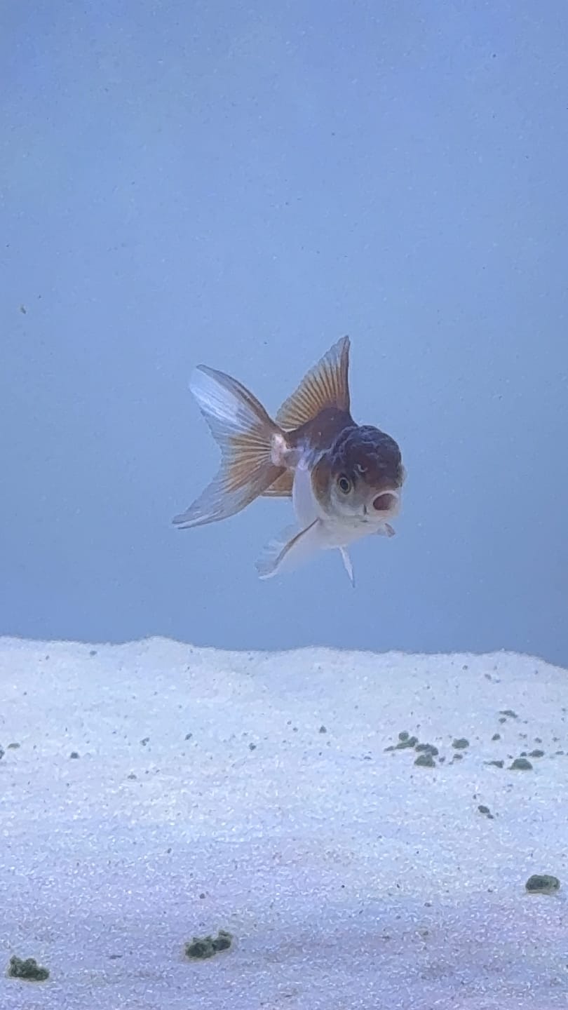 Customer photo review of Live Premium Fancy Goldfish Thai Oranda 2"-4" Body Panda (Our Choice)