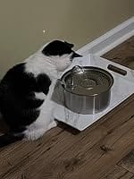 Customer photo review of PureFlow™   Pet Water Fountain
