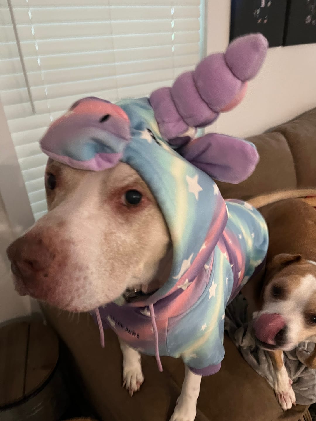 Customer photo review of Halloween Dog Hoodie - Unicorn