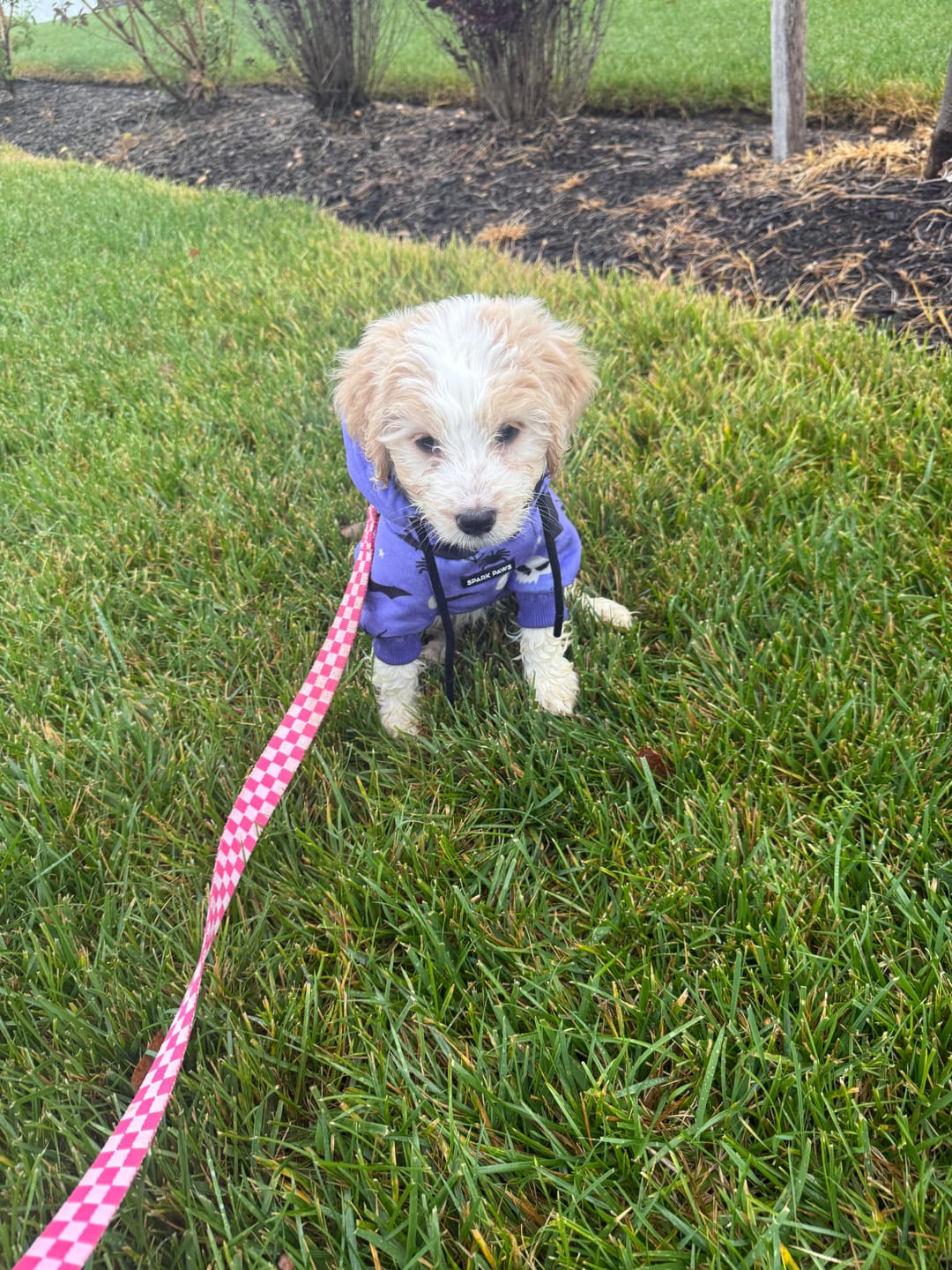 Customer photo review of Halloween Dog Hoodie - Purple