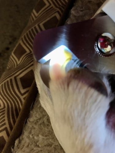 Customer photo review of Pawlytic Lab QuickScan Pro™ See The Quick. Before You Cut.
