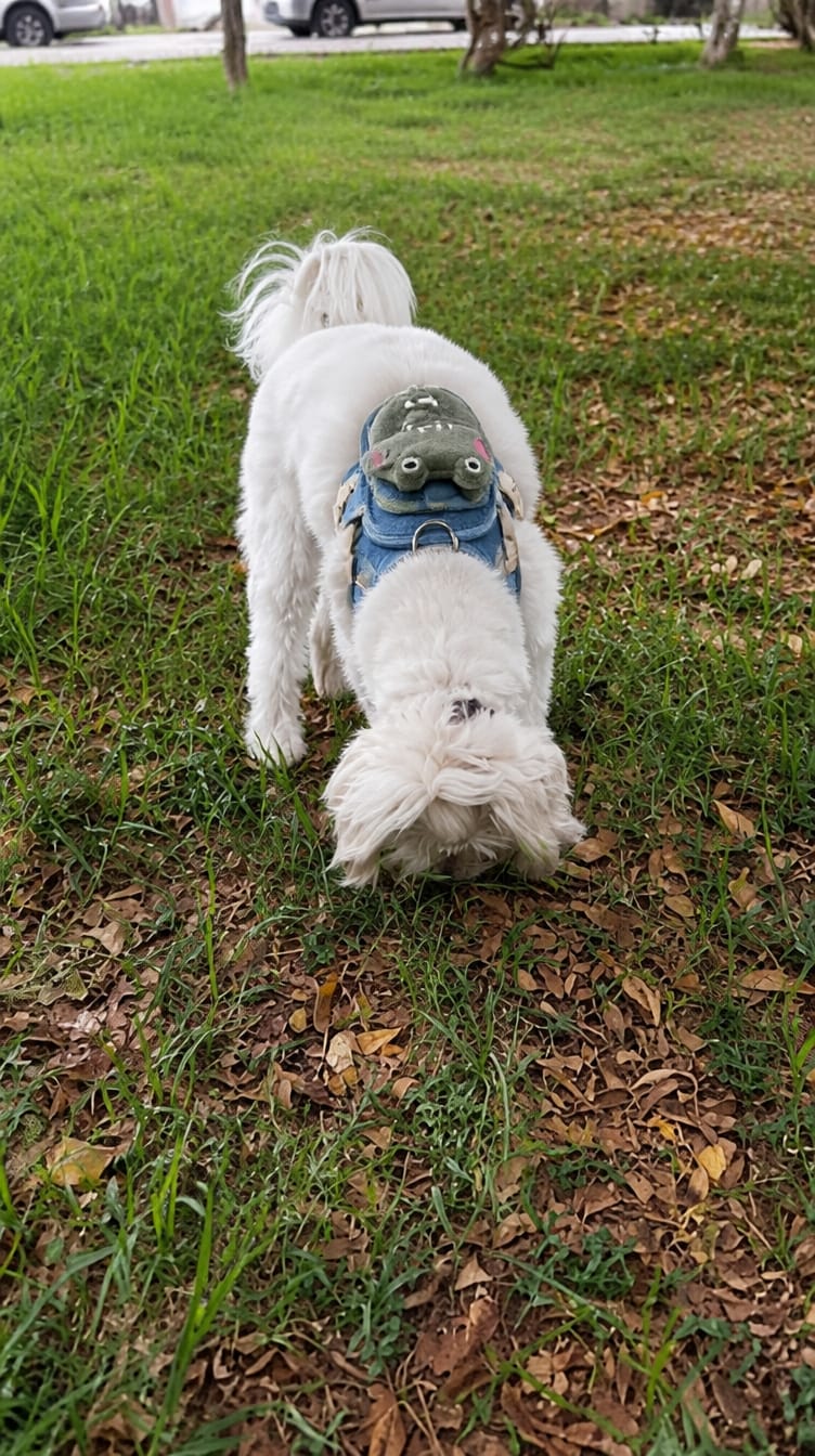 Customer photo review of WUFFLE™ Pet Backpack Harness V2