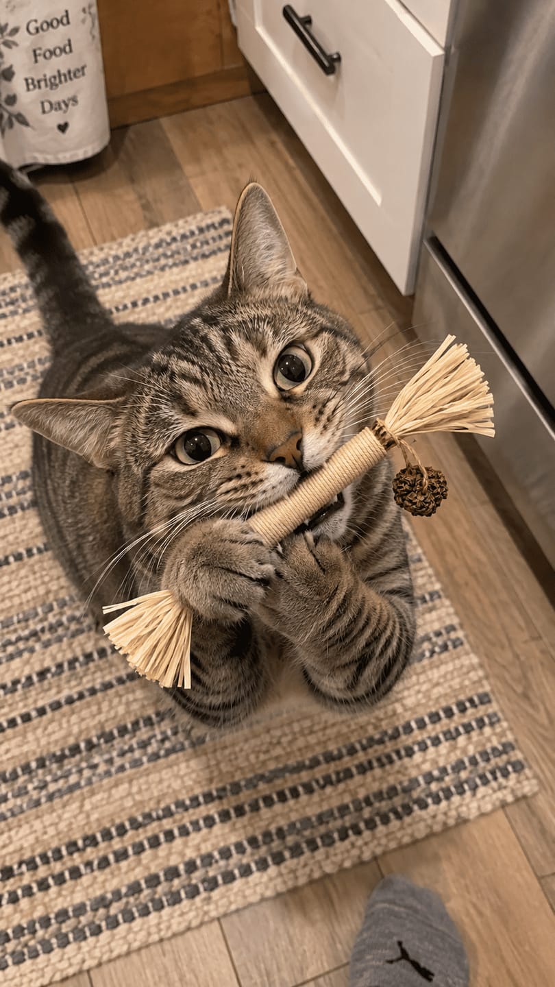 Customer photo review of Mordedor para Higiene Dental de Gatos