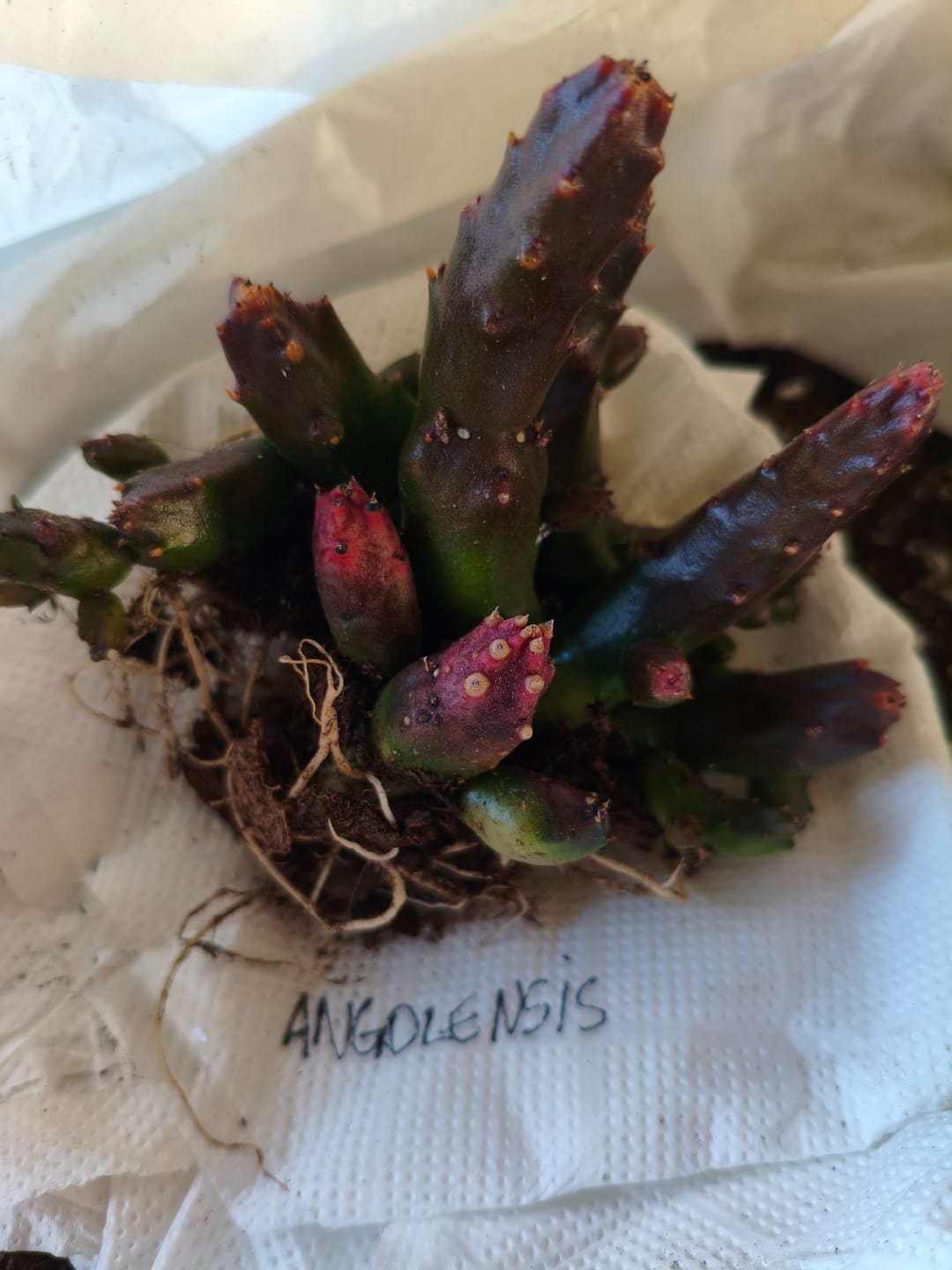 Customer photo review of Edithcolea grandis "Tapete de Persa"
