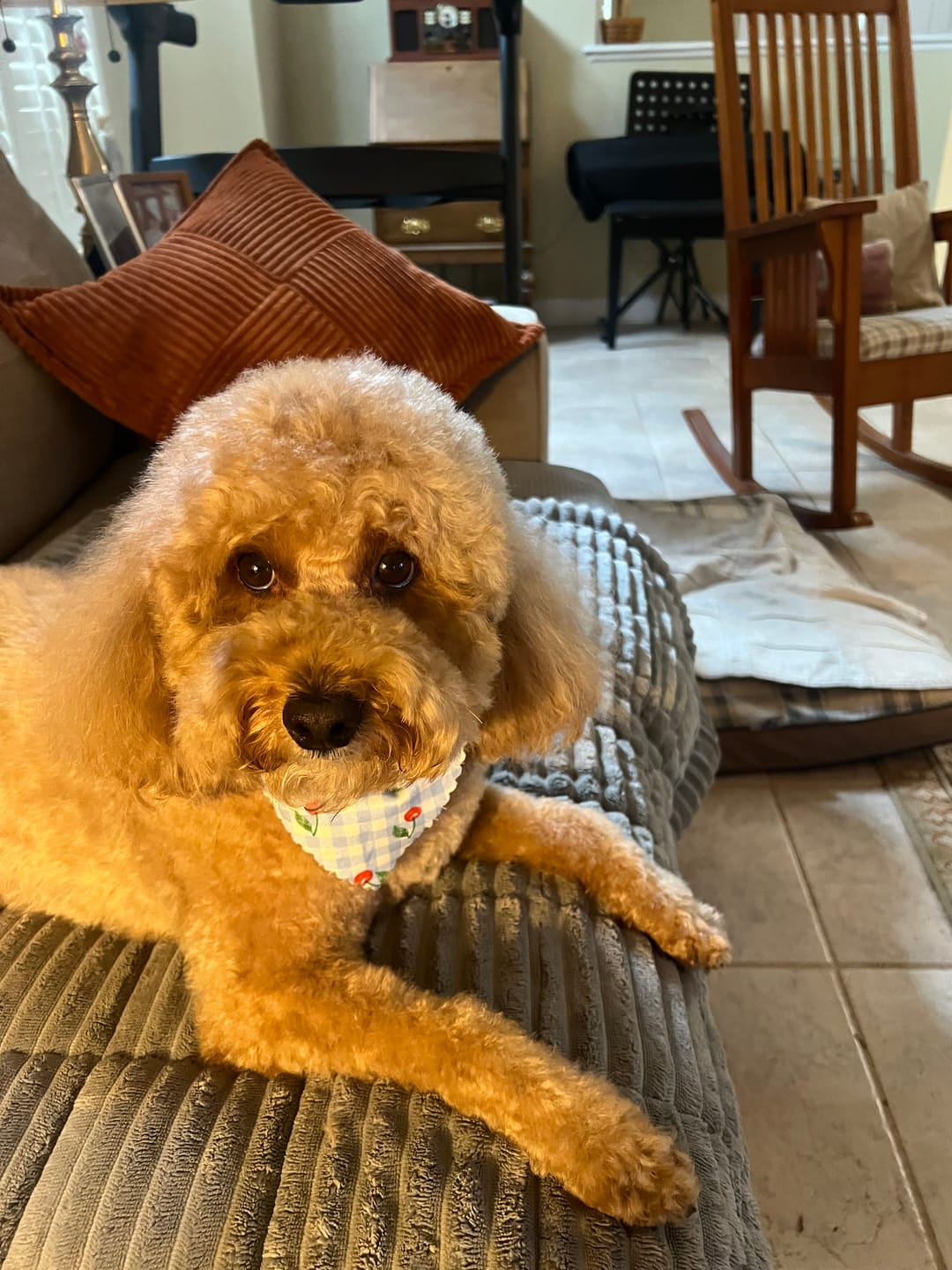 Customer photo review of Royal Pawst Membership