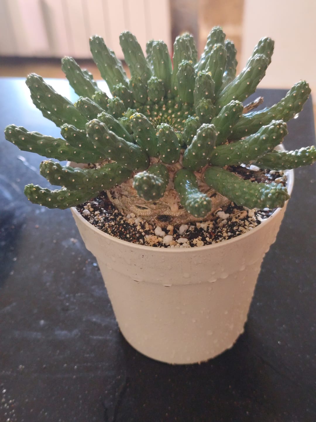 Customer photo review of Euphorbia Flanaganii, (very old) cabeça de medusa