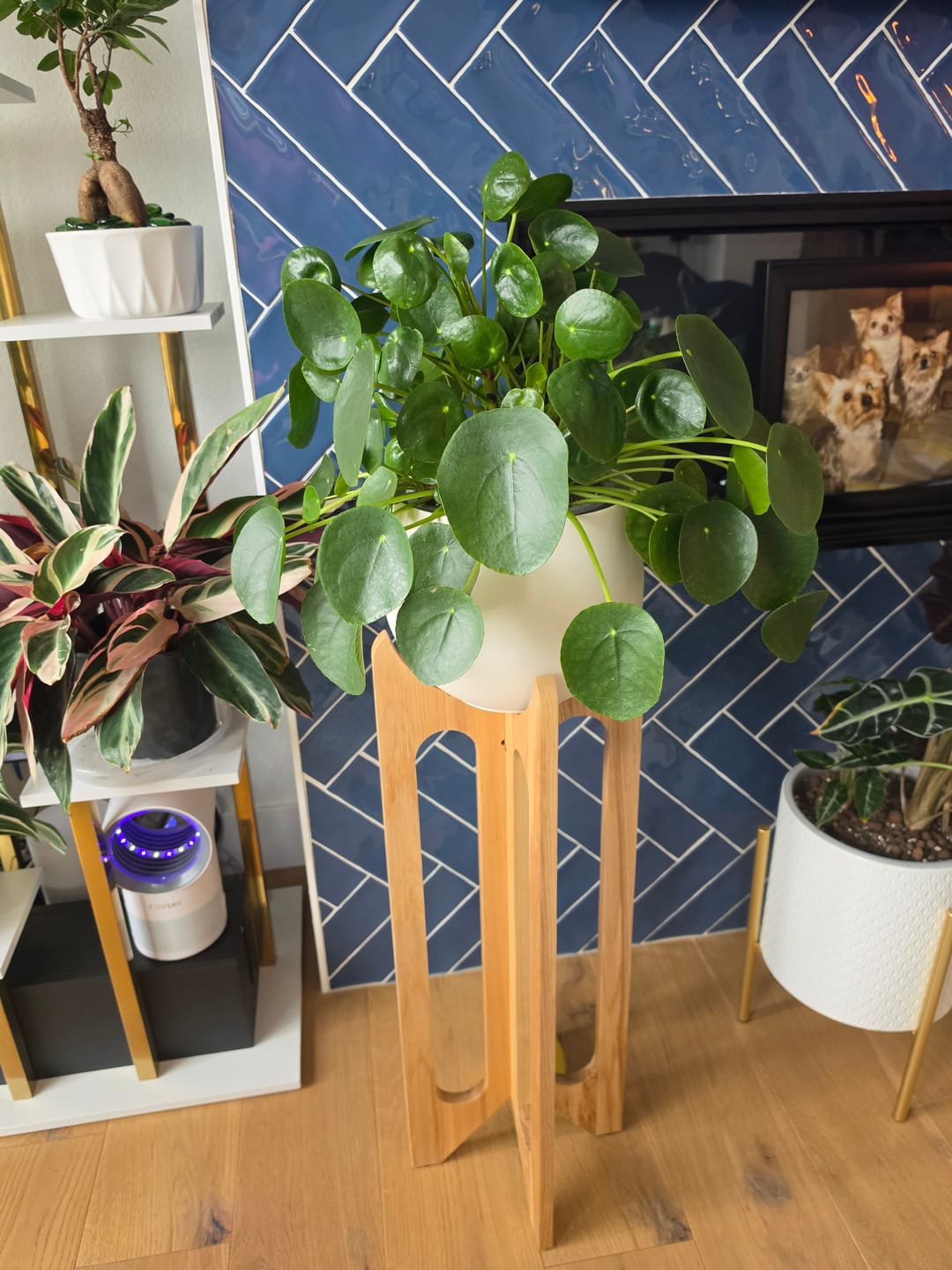 Customer photo review of Arches Plant Stand + Pot Duo