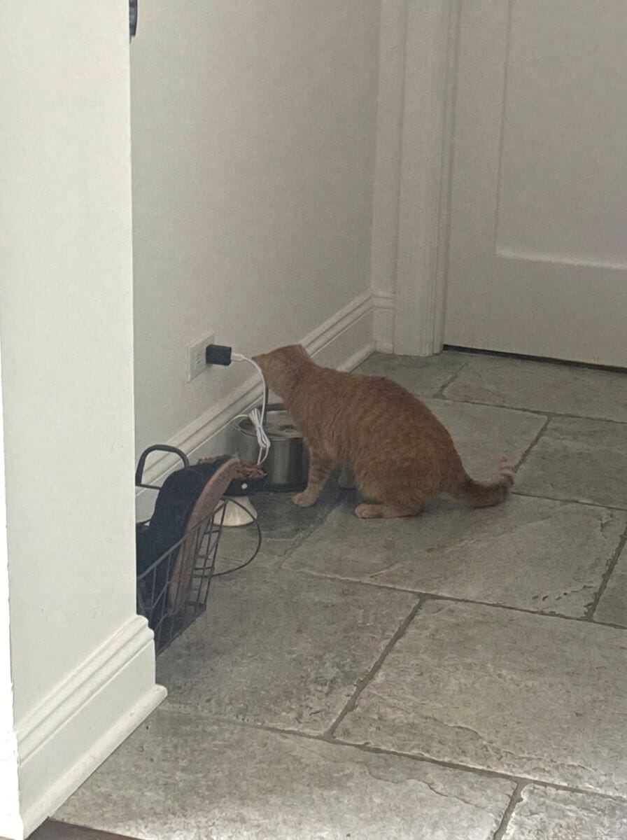 Customer photo review of Purrsteel Fresh Water Fountain