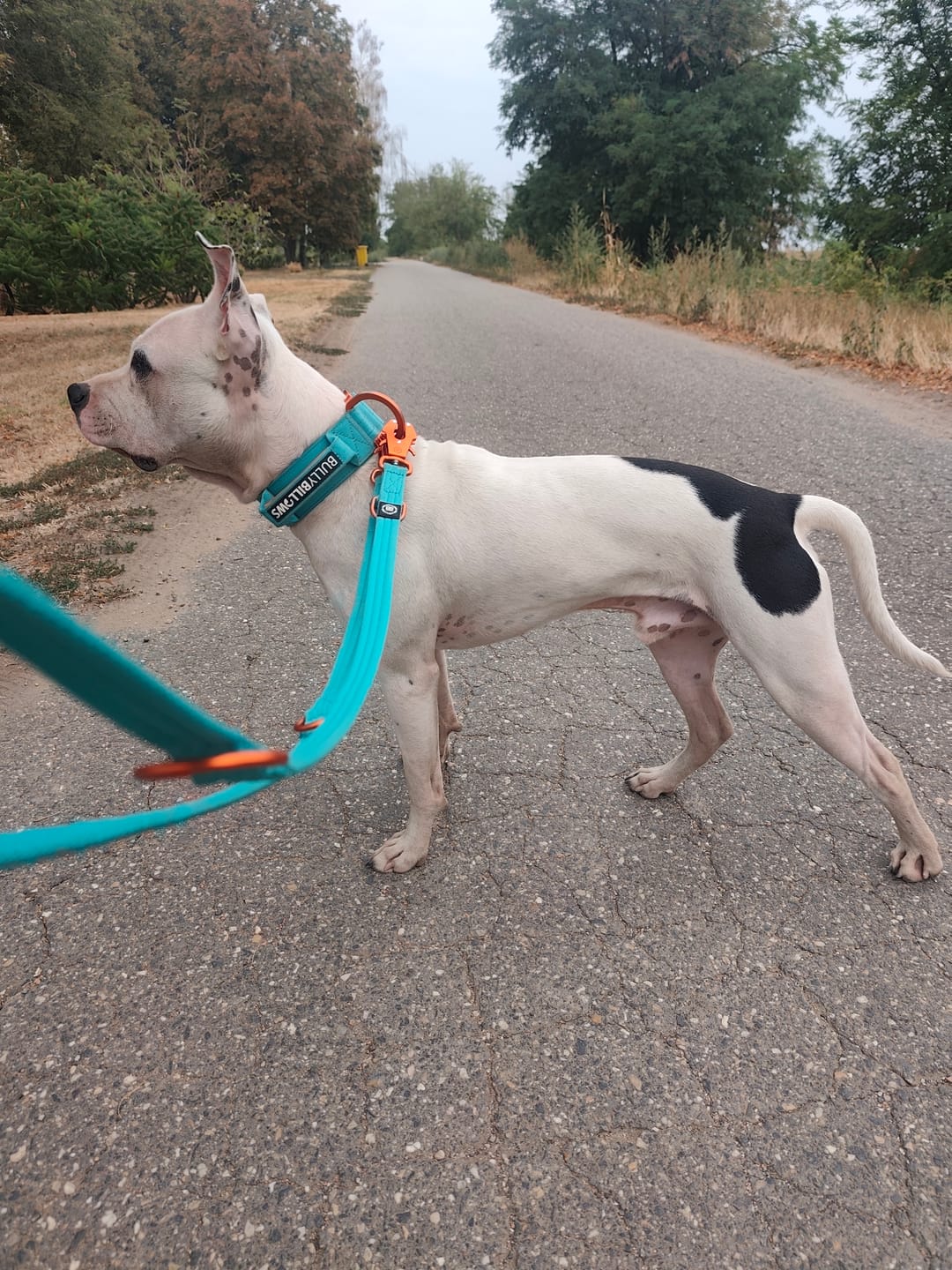 Customer photo review of Lightweight Training Double Ended Dog Leash | 2m Length - Turqouise x Orange