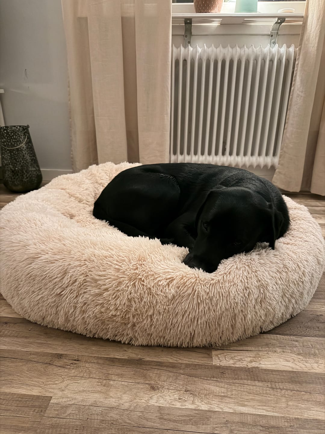 Customer photo review of CalmBed