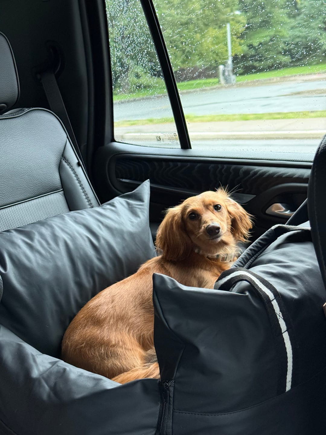 Customer photo review of Dog Dock V2 New With Latch Anchors