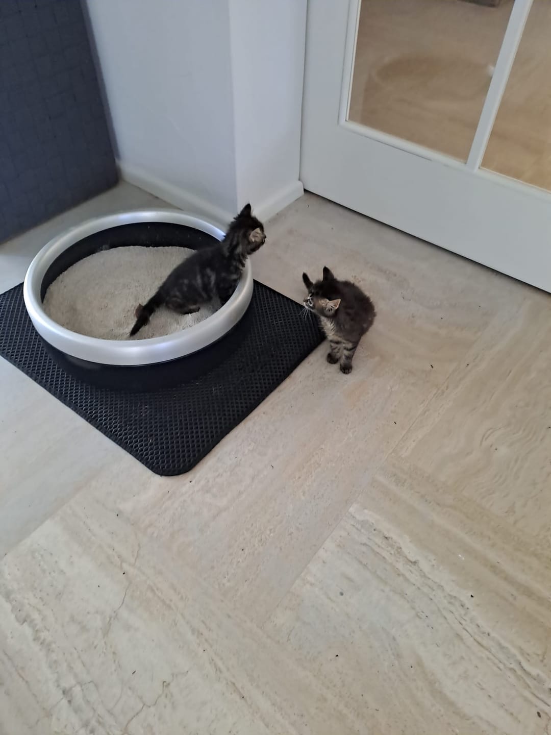 Customer photo review of Naturreines Katzenstreu