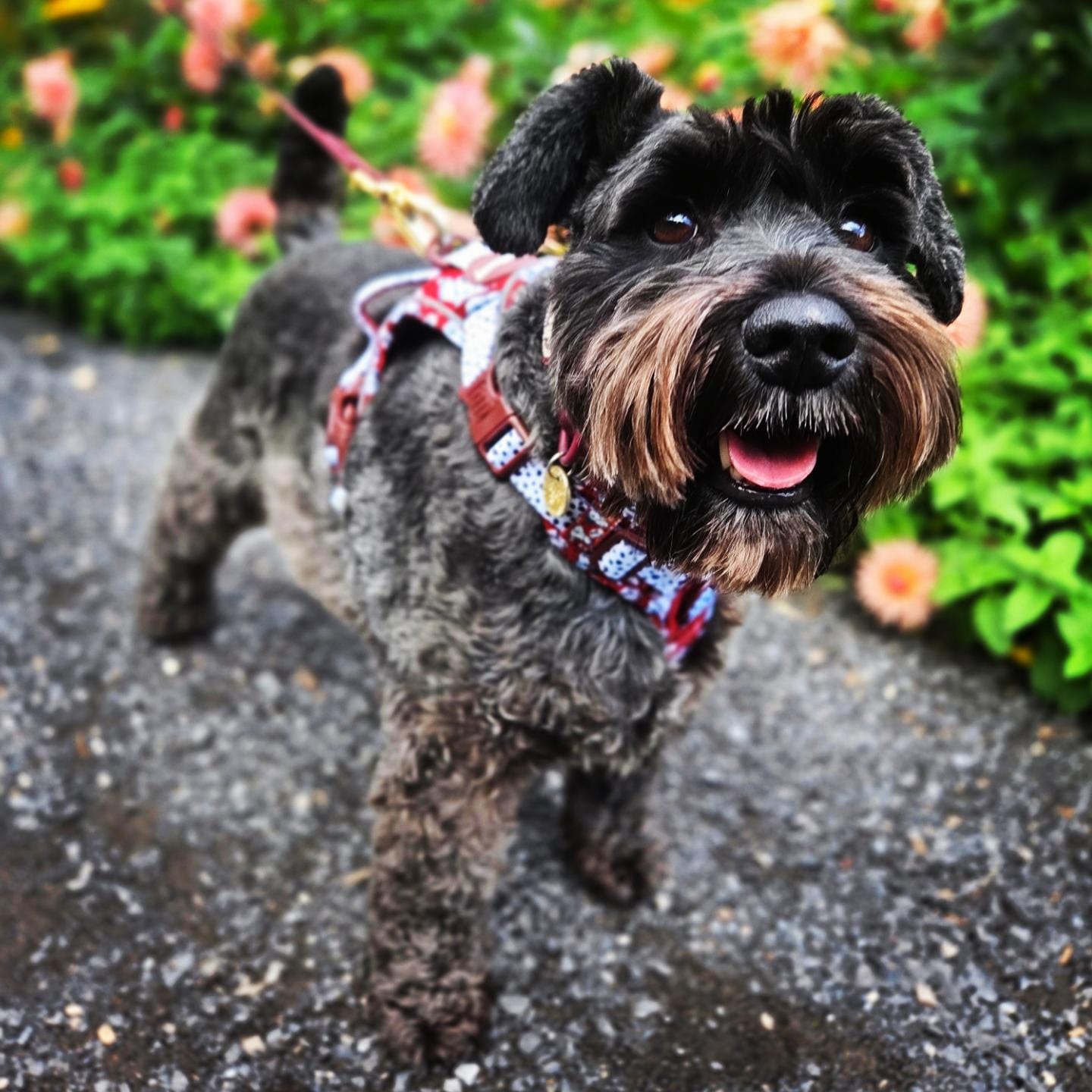 Customer photo review of Disney© Tough Trails™ Harness - 101 Dalmatians