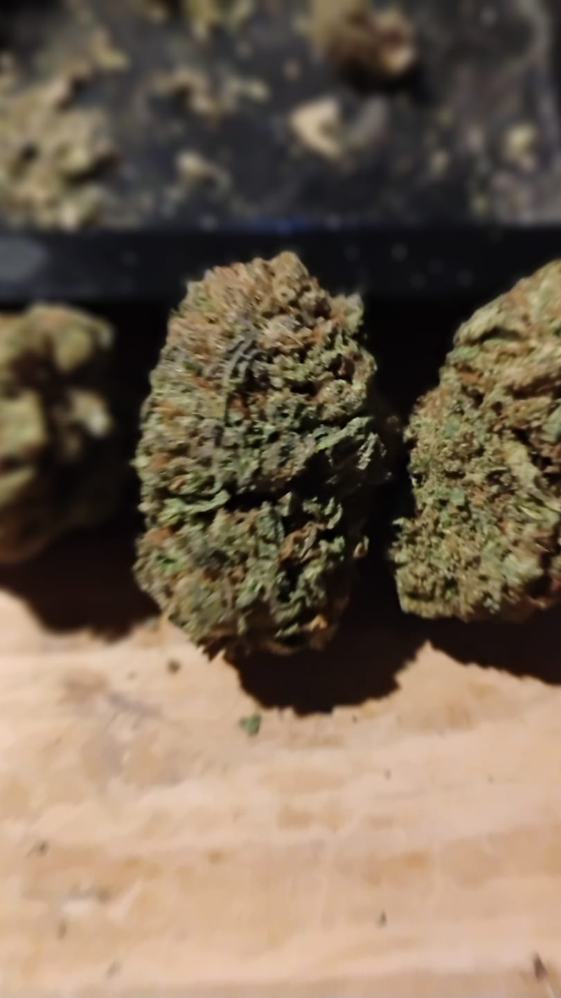 Customer photo review of Snake Venom THCA Flower