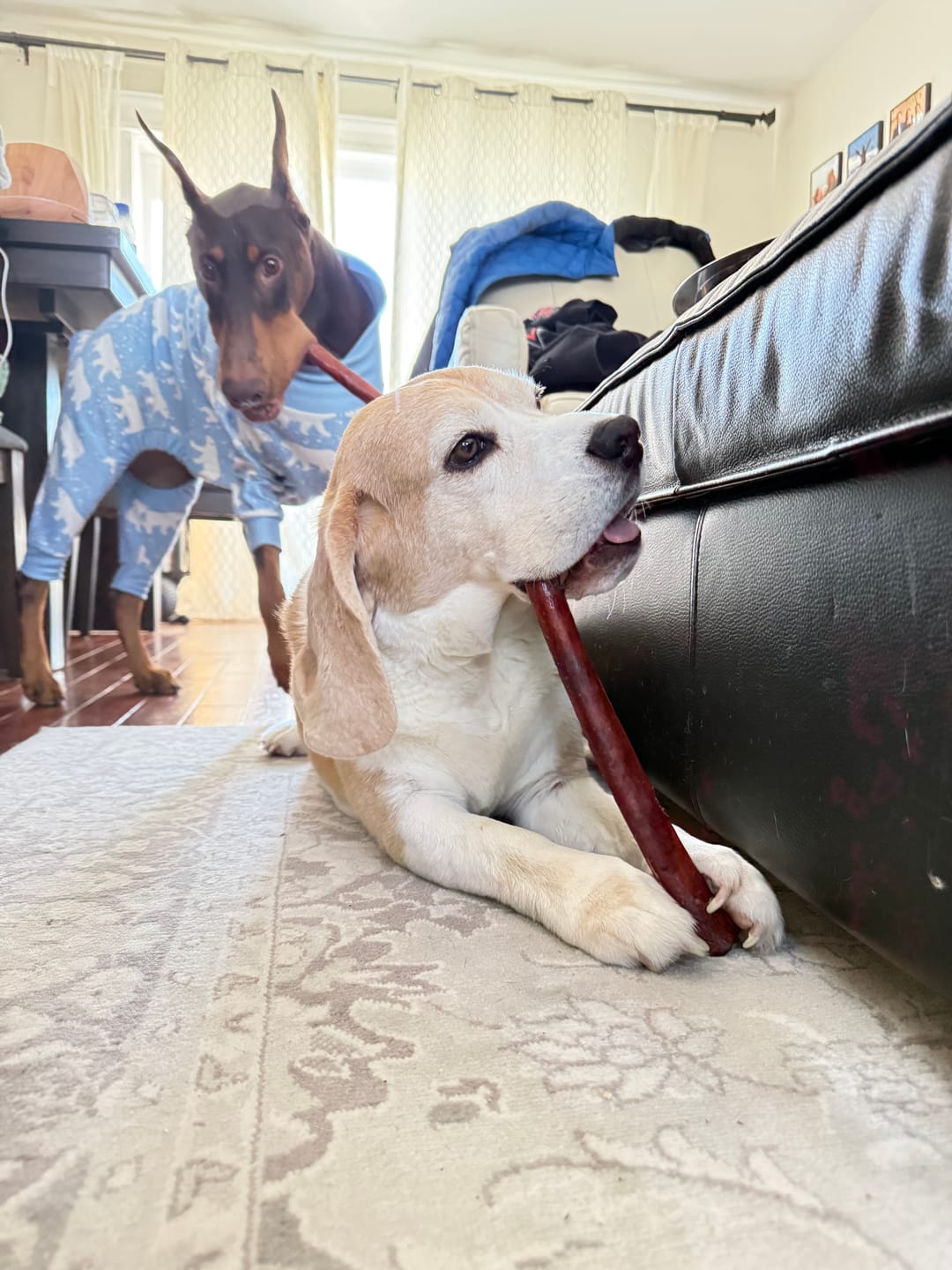 Customer photo review of 6 Inch Monster Bully Stick