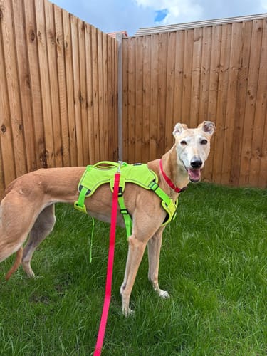 Customer photo review of Escape Proof Greyhound & Whippet Harness – 3 Strap