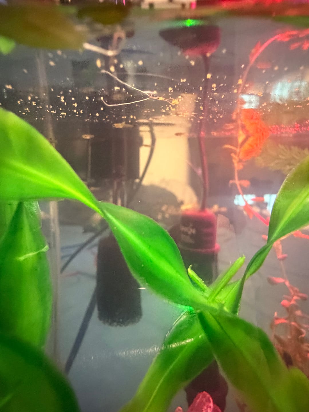 Customer photo review of Blue Dragon Guppy Fish