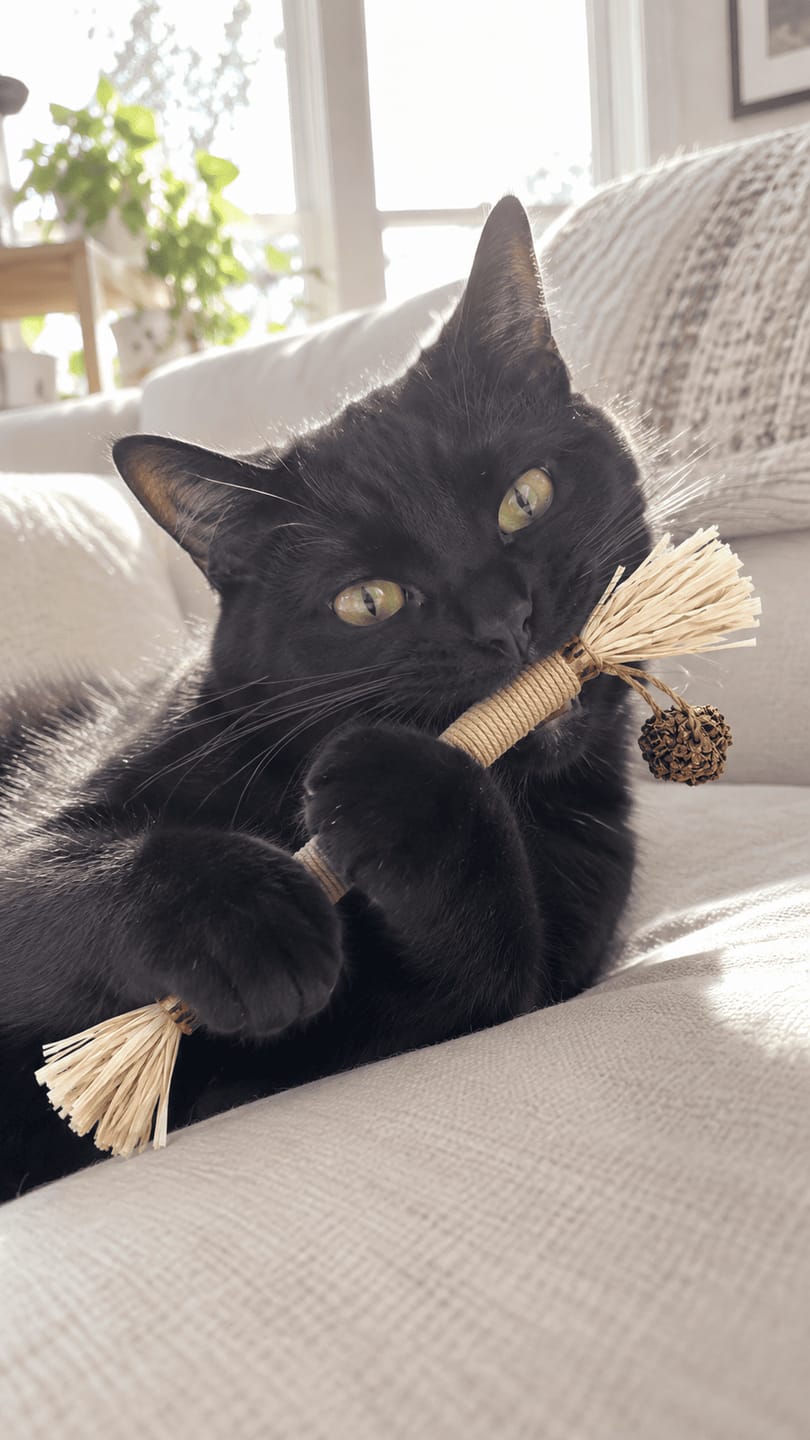 Customer photo review of Mordedor para Higiene Dental de Gatos
