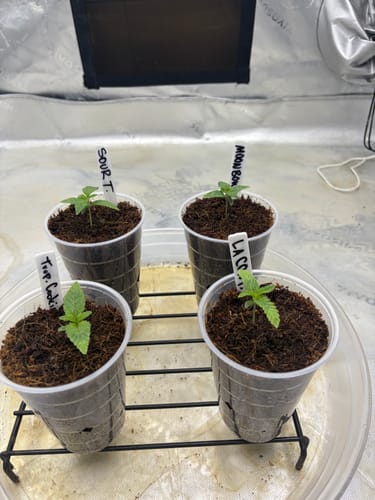 Customer's Sour Tangie seedlings in small plastic cups with clear labels, growing in damp soil.