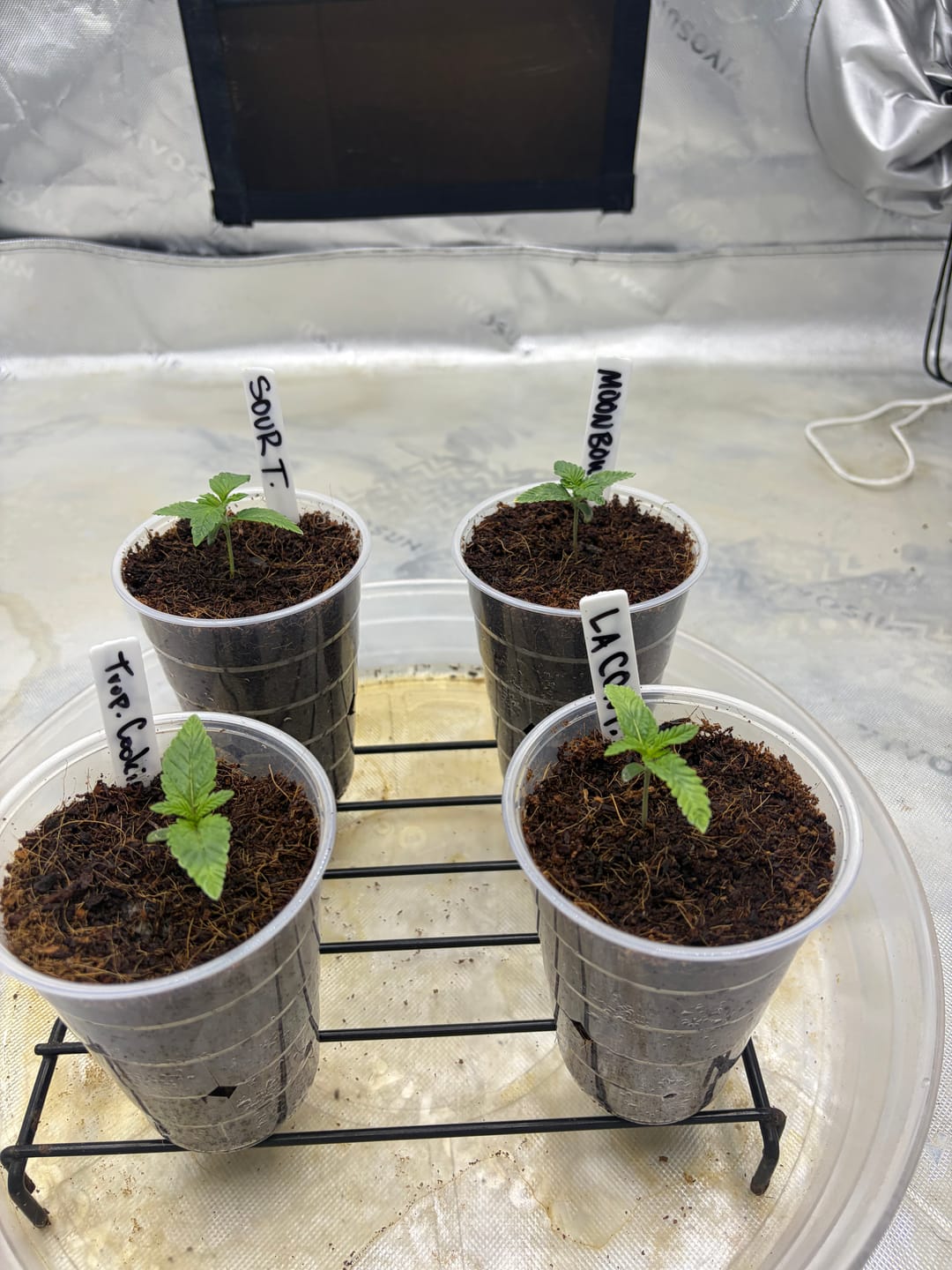 Customer photo review of Sour Tangie Seeds