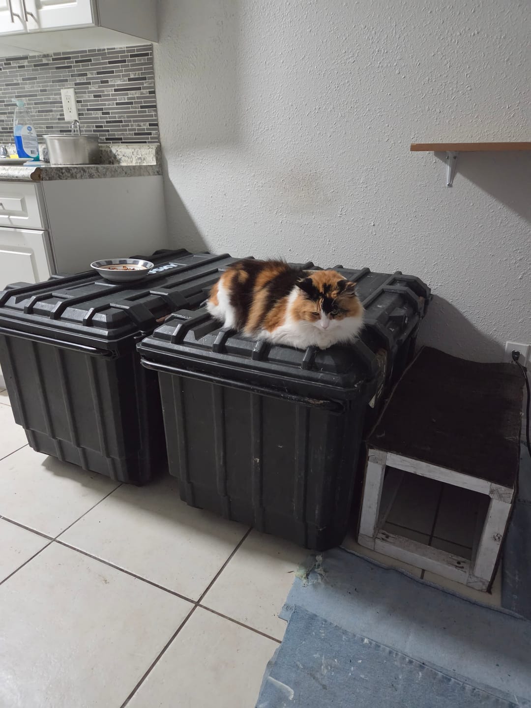 Customer photo review of Breathe Easy Cat Cold, Sneezing & Respiratory Support