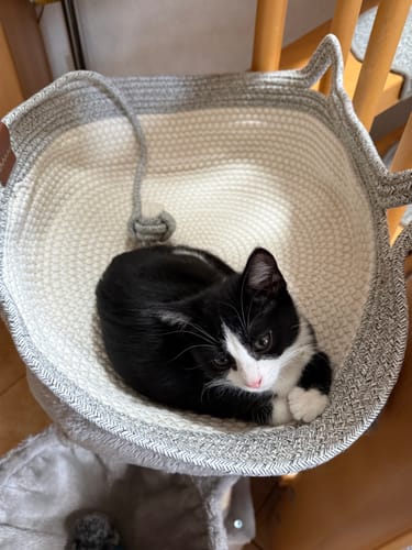 Kunde zeigt Fellnest Katzenkorb in beige und grau, in dem eine schwarz-weiße Katze liegt